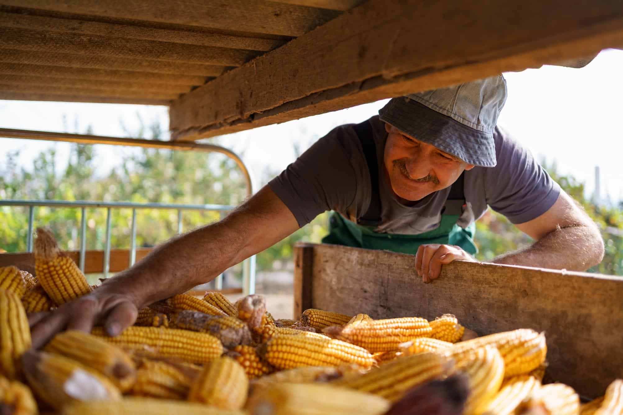 Hombre recogiendo mazorcas de maíz en una granja ecológica.