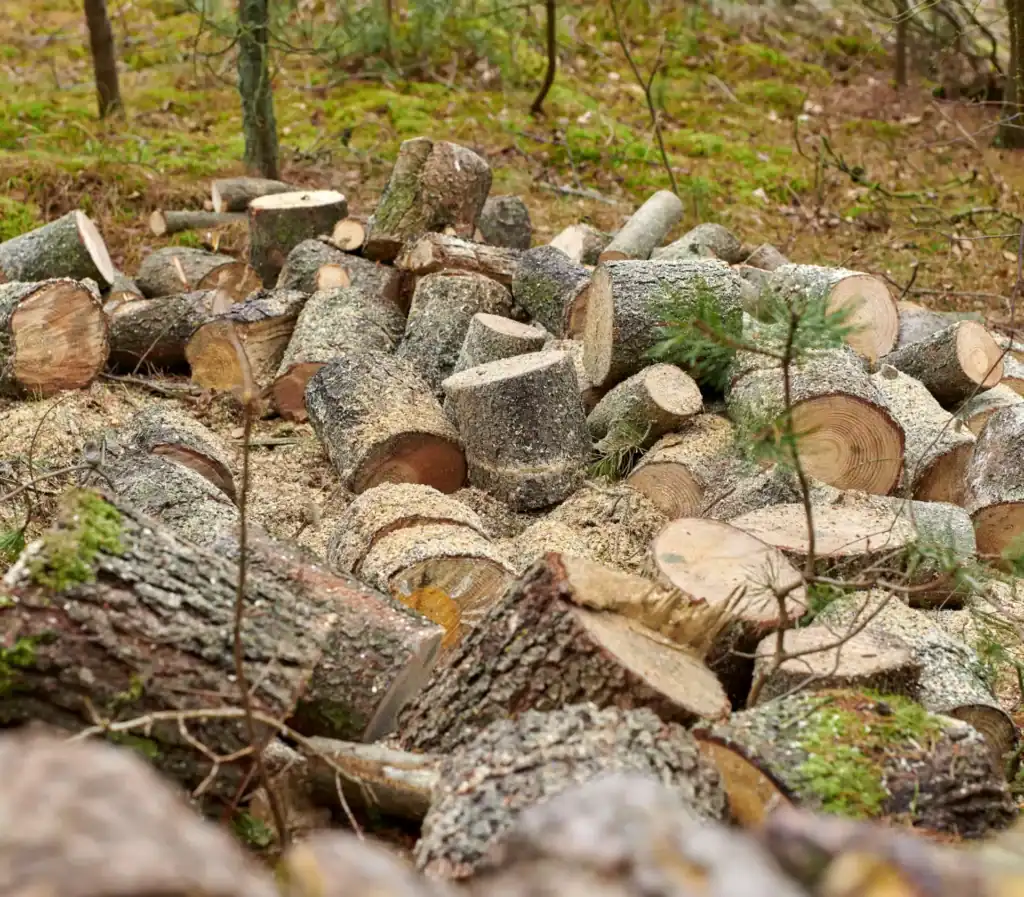 Forest logging residues